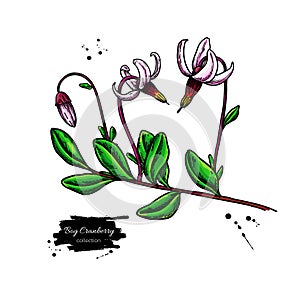 Bog cranberry vector drawing. Vaccinium oxycoccos isolated illustration