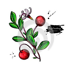 Bog cranberry vector drawing. Vaccinium oxycoccos isolated illustration