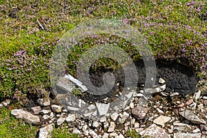 Bog details with soil, rocks and flowers in Achill Island