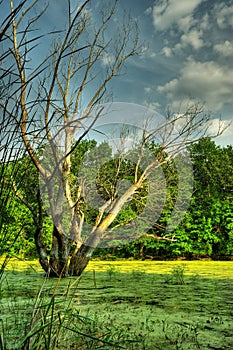 Bog and dry tree