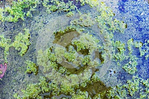 Bog with duckweed