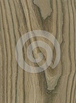 Bog Elm wood veneer texture photo