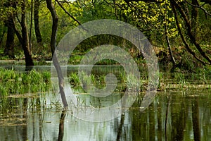 Bog in forest