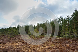 Bog with forest