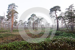 Bog forest during a misty summer morning in Soomaa National Park.