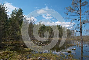 Bog and forest