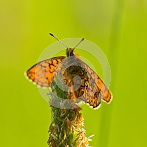 Bog Fritillary