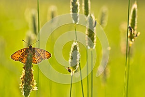 Bog Fritillary