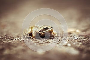 Bog frog - forest trail - front view