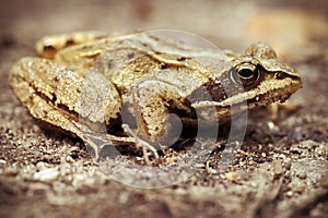 Bog frog - forest trail - macro