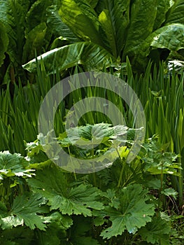 Bog Garden photo