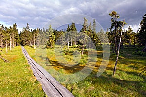 Bog in Krkonose