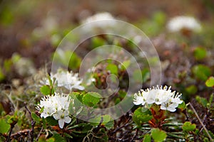 Bog Labrador Tea flower found on the tundra