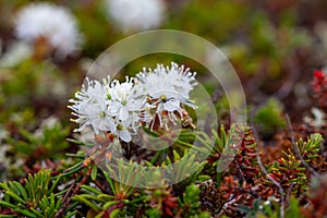 Bog Labrador tea, Muskeg tea, Swamp tea, or in northern Canada, Hudson's Bay Tea.