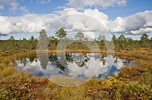 Bog lake photo