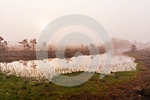 Bog lake in Kuresoo bog, Soomaa National Park, Estonian nature.