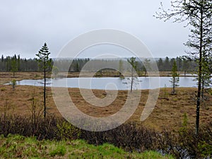 Bog and lake near Sorvattnet in Halsingland Sweden photo