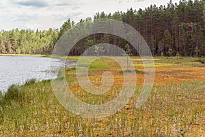 Bog at lake shore beside pine tree forest