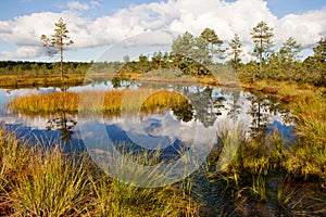 Bog landscape