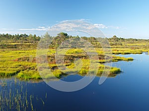 Bog landscape photo