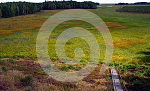 Bog landscape