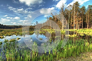 Bog Landscape