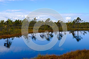 bog landscape, bog vegetation painted in autumn, small swamp lakes, islands overgrown with small bog pines, grass, moss