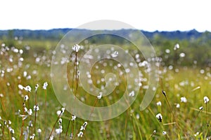 Bog Landscape with Cottongrass photo