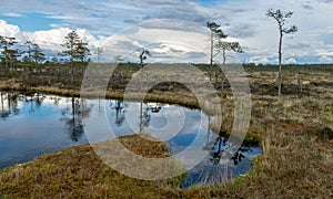 Bog landscape, the land is covered with bog vegetation, moss, grass and small pines, sky and tree reflections in swamp lake