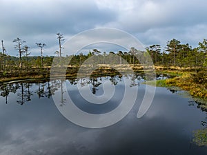 Bog landscape, the land is covered with bog vegetation, moss, grass and small pines, sky and tree reflections in swamp lake