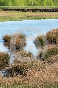 Bog landscape with moor grass in the water in a peat mining area