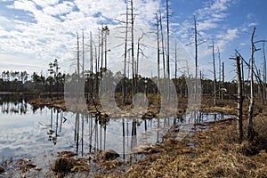 Bog landscape with pools in spring, cloudy sky, Cena Moorland, Latvia photo