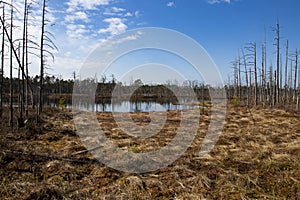 Bog landscape with pools in spring, cloudy sky, Cena Moorland, Latvia photo