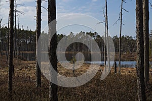 Bog landscape with pools in spring, cloudy sky, Cena Moorland, Latvia photo