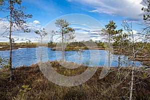 Bog landscape with pools in spring, cloudy sky, Cena Moorland, Latvia photo