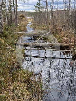 Bog landscape in spring, bog texture, bog trees, grass and moss, bog plants