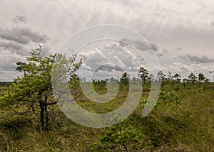 Bog landscape on a summer day, bog vegetation, windy weather, Nigula Nature Reserve, Estonia