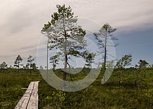 Bog landscape on a summer day, bog vegetation, windy weather, Nigula Nature Reserve, Estonia
