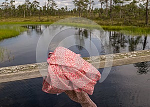 Bog landscape on a summer day, bog vegetation, windy weather, Nigula Nature Reserve, Estonia