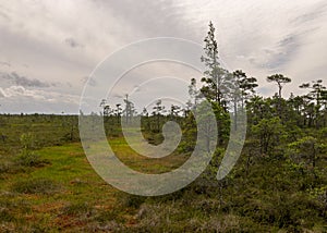 Bog landscape on a summer day, bog vegetation, windy weather, Nigula Nature Reserve, Estonia