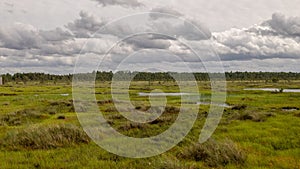 Bog landscape on a summer day, bog vegetation, windy weather, Nigula Nature Reserve, Estonia