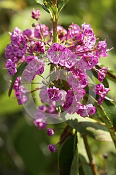 Bog laurel flowers in a bog on Mt. Sunapee.