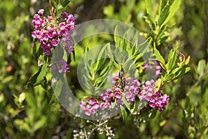 Bog laurel flowers in a bog on Mt. Sunapee.