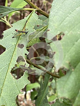 A bog in the leaf