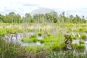 Bog moor swamp pond river lake green plants forest Germany