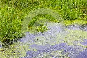 Bog moor swamp pond river lake green plants forest Germany