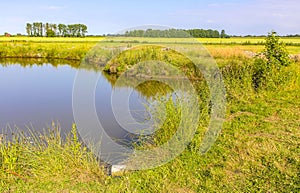 Bog moor swamp pond river lake green plants forest Germany