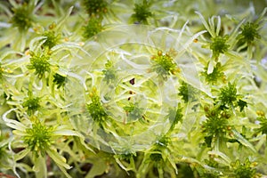 Bog Moss Sphagnum fallax