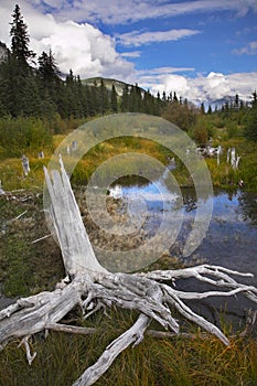 Bog in mountains and snags on coast