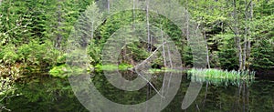 Bog muck lake in national park photo